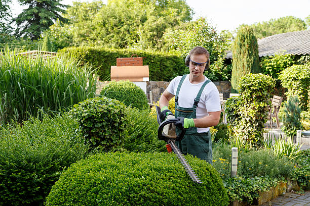 Best Fruit Tree Pruning  in USA